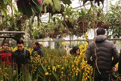 Nô nức kéo nhau đi mua lan chưng Tết bất chấp trời lạnh dưới 10 độ