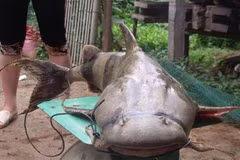 Cá chiên, thủy quái sông Đà: Có tiền cũng khó mua được 