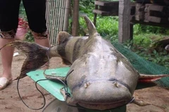 Cá chiên, thủy quái sông Đà: Có tiền cũng khó mua được 