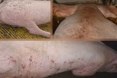 Clip: Phù phép lợn ghẻ lở thành... thịt lợn Mán