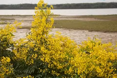 Đẹp mê hồn hoa giêng giếng rực vàng triền đê Hà Tĩnh