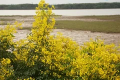 Đẹp mê hồn hoa giêng giếng rực vàng triền đê Hà Tĩnh