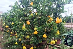 Độc đáo cây cảnh có nhiều loại quả đắt giá dịp Tết