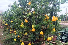 Độc đáo cây cảnh có nhiều loại quả đắt giá dịp Tết