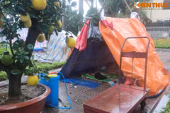 Dựng lều, đốt lửa trông cây cảnh Tết trong đêm mưa lạnh