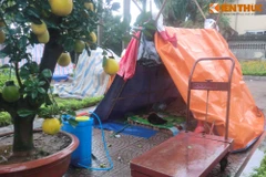 Dựng lều, đốt lửa trông cây cảnh Tết trong đêm mưa lạnh