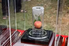 Quả vải có giá đắt đỏ, ai nghe xong cũng choáng váng