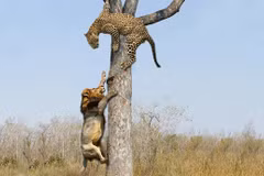 Sư tử leo cây đoạt mồi của báo đốm và cái kết đau điếng 