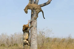 Sư tử leo cây đoạt mồi của báo đốm và cái kết đau điếng 