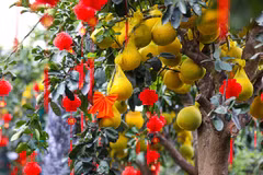 Bưởi Diễn trĩu cành “nhuộm vàng” nhiều tuyến phố ở TP HCM