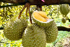 Xuất khẩu sầu riêng tiếp tục lập kỷ lục trong năm 2024