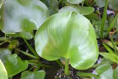 Những sinh vật ngoại lai đầu tiên ở Việt Nam