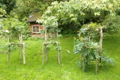 Nội thất tự nhiên độc đáo được uốn từ cây xanh