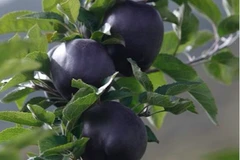 Táo đen siêu lạ 200.000/quả hot nhất mùa Halloween 2017