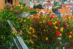 Mê mẩn ban công nhà phủ kín hoa mười giờ tuyệt đẹp