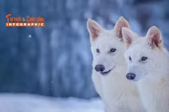 [INFOGRAPHIC] Hồi sinh loài sói trắng tuyệt chủng 12.500 năm trước