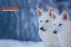 [INFOGRAPHIC] Hồi sinh loài sói trắng tuyệt chủng 12.500 năm trước