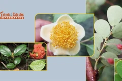 [INFOGRAPHIC] Những loài thực vật quý hiếm mới phát hiện ở Ninh Thuận