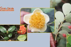 [INFOGRAPHIC] Những loài thực vật quý hiếm mới phát hiện ở Ninh Thuận