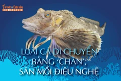 [INFOGRAPHIC]: Loài cá di chuyển bằng 'chân', săn mồi điệu nghệ