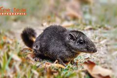 [INFOGRAPHIC] Sinh vật quý hiếm tái xuất sau 11 triệu năm ‘tuyệt tích’ 