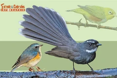 [INFOGRAPHIC]: 8 loài chim quý hiếm mới phát hiện ở Pù Huống