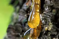 Nhựa cây hóa thạch hàng triệu năm trở thành 'báu vật' được săn lùng