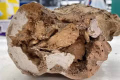 Phát hiện vật liệu có thể “hồi sinh” khủng long, chuyên gia Việt giải mã 