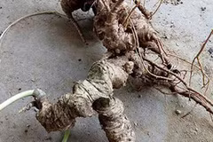 Chiêm ngưỡng bộ sưu tập nhân sâm quý giá tiền tỷ