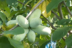 10 năm ung thư gan vẫn sống khỏe: "Thần dược" đu đủ Mỹ