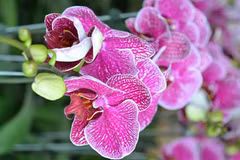 Hoa lan tím ra hoa lại chỉ trong 2-3 tuần nhờ cách kích thích "dễ như ăn kẹo"