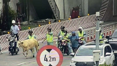 Náo loạn giao thông vì bò lạc trong hầm lớn nhất Đông Nam Á