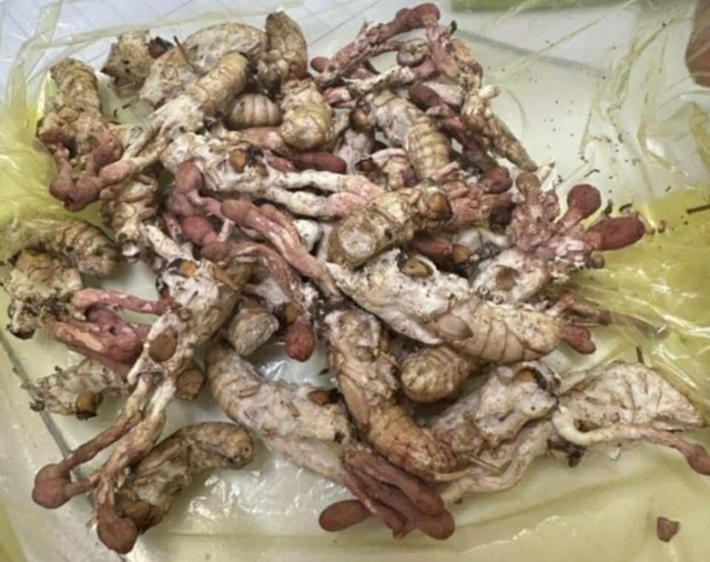 Nấm mọc trên nhộng ve sầu (Ảnh GD&TĐ) 1-8480.jpg