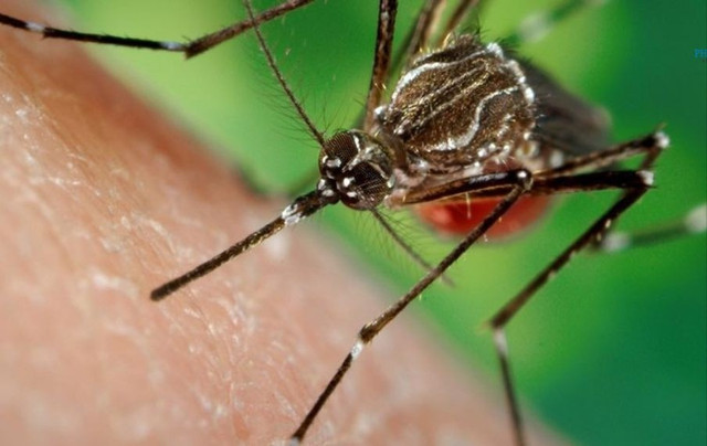 Muỗi vằn mang virus Dengue gây bệnh sốt xuất huyết phong-benh-sot-xuat-huyet-0-838.jpg