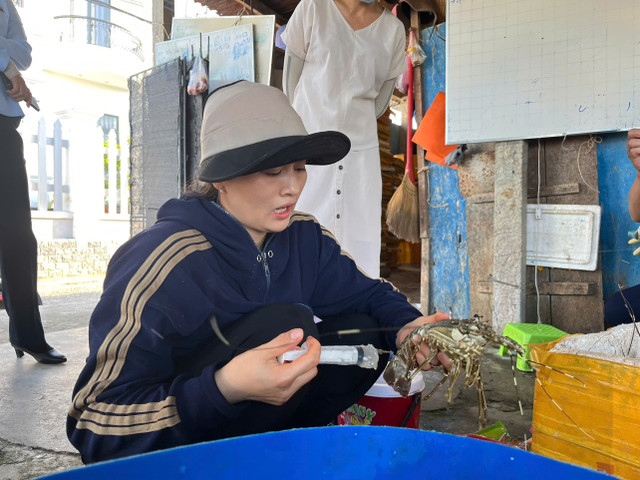 Bà X. bơm tạp chất vào tôm hùm chết/ Ảnh Chi cục QLTT tỉnh Phú Yên Bà X. bơm tạp chất vào tôm hùm chết/ Ảnh Chi cục QLTT tỉnh Phú Yên