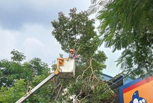 Gần 700 cây xanh đã được cắt tỉa trong những ngày gần đây để đề phòng bão WIPHA đổ bộ. Ảnh: Đinh Mười. Gần 700 cây xanh đã được cắt tỉa trong những ngày gần đây để đề phòng bão WIPHA đổ bộ. Ảnh: Đinh Mười.