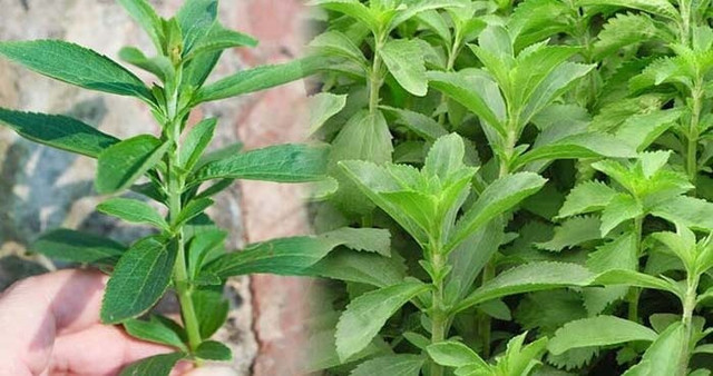 Cỏ ngọt sấy khô mang đến nhiều công dụng cho sức khỏe và làm đẹp.Ảnh minh hoạ/Nguồn Internet Cỏ ngọt sấy khô mang đến nhiều công dụng cho sức khỏe và làm đẹp.Ảnh minh hoạ/Nguồn Internet