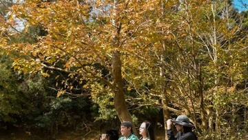 Mê mẩn rừng Phong Hương Quảng Trị mùa lá đổi sắc đẹp tựa châu Âu