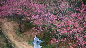 Du xuân lên Lùng Cúng, ngắm đào nở giữa thung lũng mây