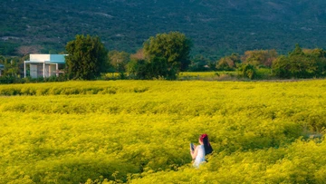 Cánh đồng hoa lạ ở Khánh Hòa khiến dân mê du lịch đứng ngồi không yên