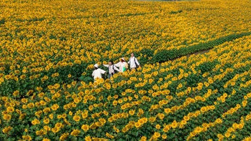 Bí kíp sống ảo cực 'cháy' giữa biển hoa hướng dương rực rỡ ở Nghệ An