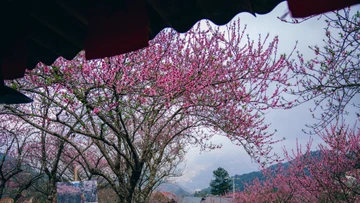 Hoa đào phủ khắp Tà Xùa, dân mê xê dịch rủ nhau lên núi