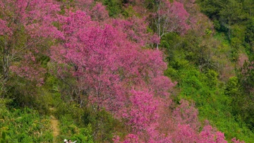 Hoa tớ dày nở rộ, Mí Háng gọi mời du khách