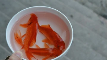 Bí quyết chọn cá chép khỏe, đẹp cúng ông Công ông Táo