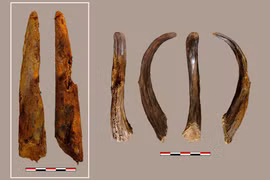 Soi công cụ bằng gỗ cổ nhất của người Neanderthal 