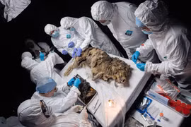 Thứ quái dị trong xác sói 44.000 năm tuổi bị đóng băng 