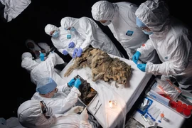 Thứ quái dị trong xác sói 44.000 năm tuổi bị đóng băng 