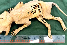 Bí ẩn quái vật 'hút máu' có bàn tay người chưa thể giải mã