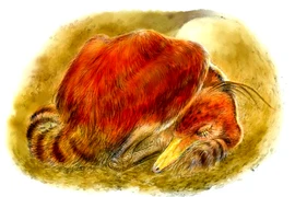  Bí ẩn khủng long 100 triệu tuổi ngủ cuộn tròn y hệt chim