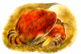  Bí ẩn khủng long 100 triệu tuổi ngủ cuộn tròn y hệt chim